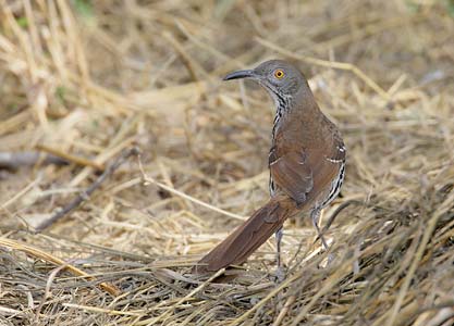 Long-billed Thrasher (Toxostoma longirostre) photo