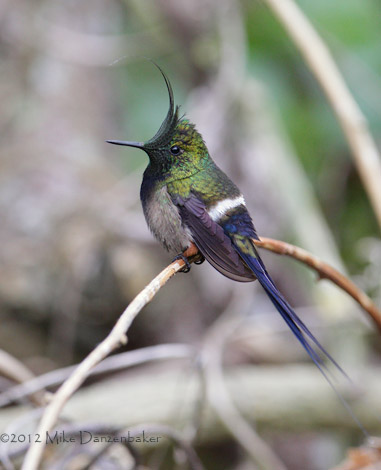 Wire-crested Thorntail (Discosura popelairii) photo