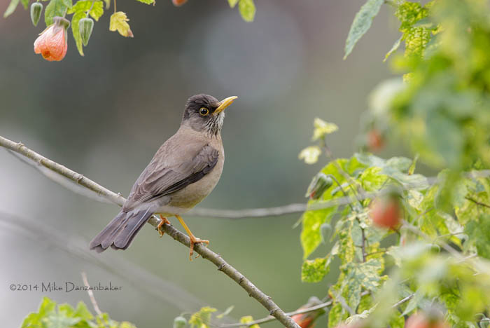 Austral Thrush (Turdus falcklandii) photo