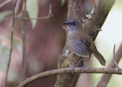 Black-billed Nightingale-Thrush (Catharus gracilirostris) photo