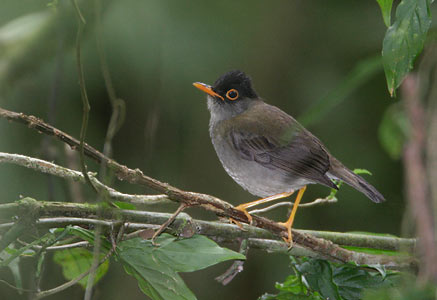 Black-headed Nightingale-Thrush (Catharus mexicanus) photo