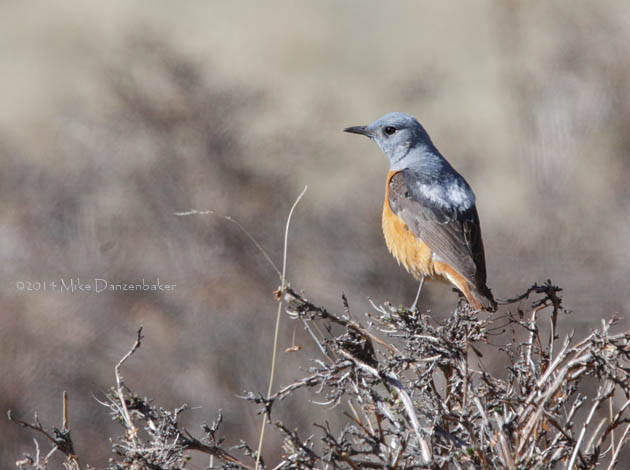 Rufous-tailed Rock Thrush (Monticola saxatilis) photo