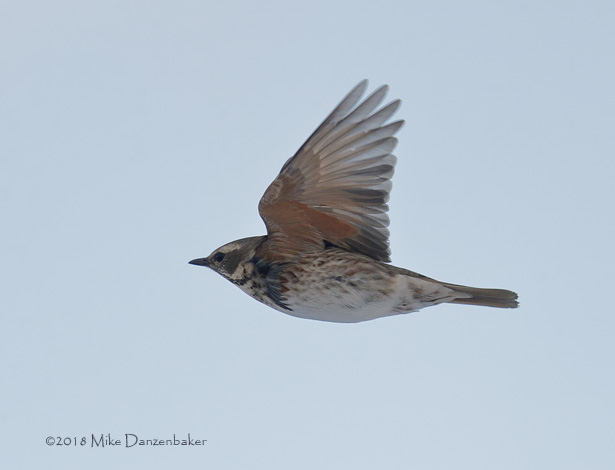 Dusky Thrush (Turdus eunomus) photo