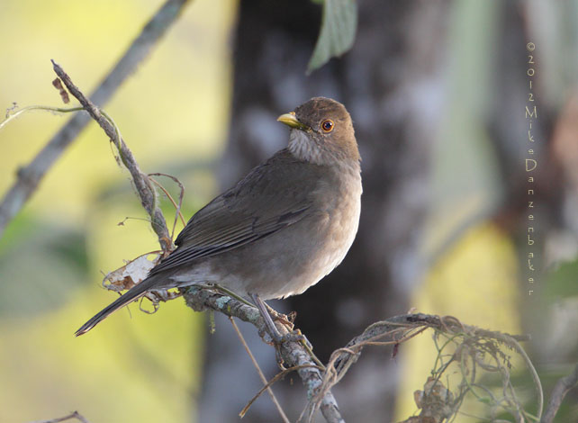 Ecuadorian Thrush (Turdus maculirostris) photo