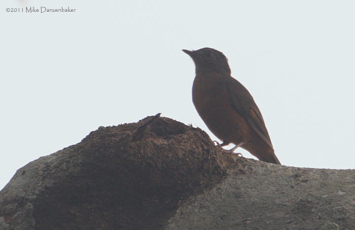 Fraser's Rufous Thrush (Stizorhina fraseri) photo