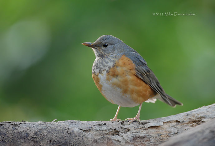 Grey-backed Thrush (Turdus hortulorum) photo