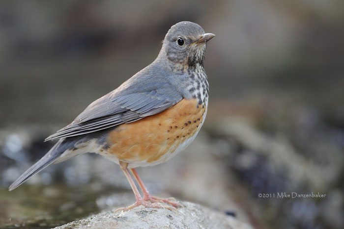 Grey-backed Thrush (Turdus hortulorum) photo