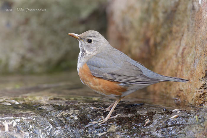 Grey-backed Thrush (Turdus hortulorum) photo