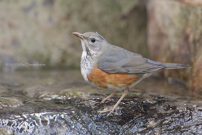 Grey-backed Thrush (Turdus hortulorum) photo