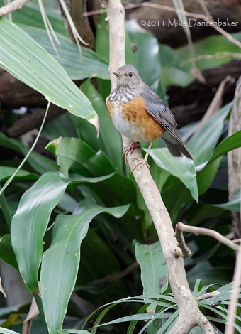 Grey-backed Thrush (Turdus hortulorum) photo