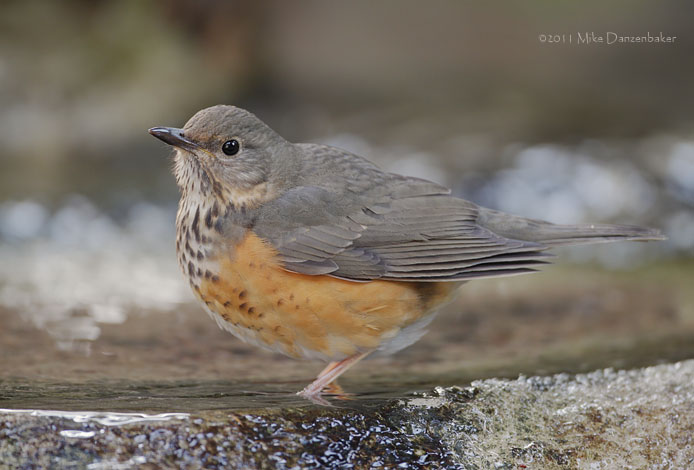 Grey-backed Thrush (Turdus hortulorum) photo