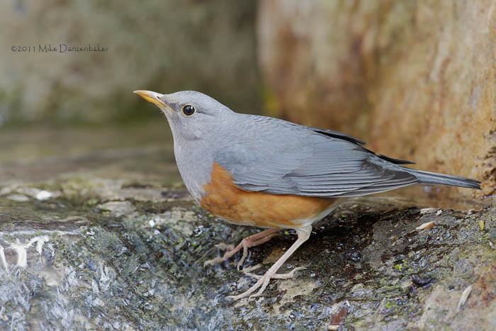 Grey-backed Thrush (Turdus hortulorum) photo