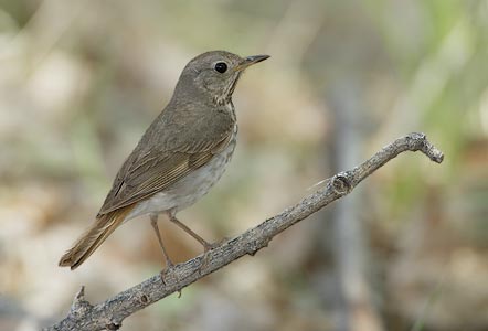 Hermit Thrush (Catharus guttatus) photo