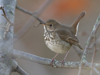 Hermit Thrush (Catharus guttatus) photo