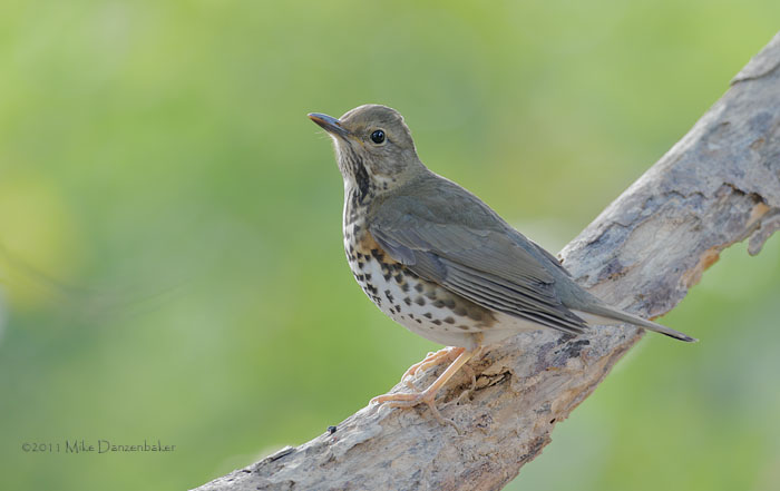 Japanese Thrush (Turdus cardis) photo