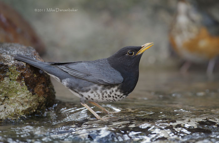 Japanese Thrush (Turdus cardis) photo