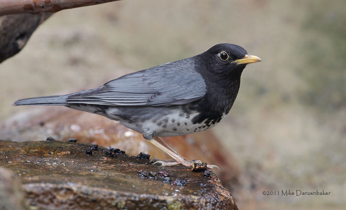Japanese Thrush (Turdus cardis) photo