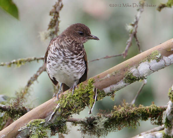 Maranon Thrush (Turdus maranonicus) photo