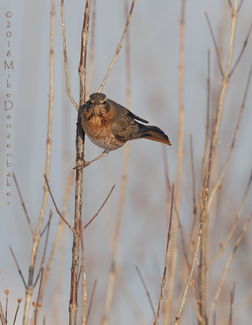 Naumann's Thrush (Turdus naumanni) photo