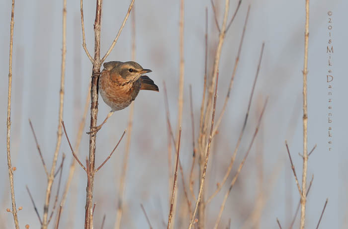 Naumann's Thrush (Turdus naumanni) photo