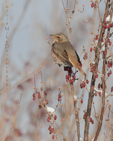 Naumann's Thrush (Turdus naumanni) photo