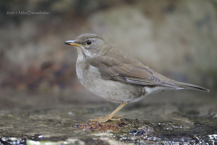 Pale Thrush (Turdus pallidus) photo