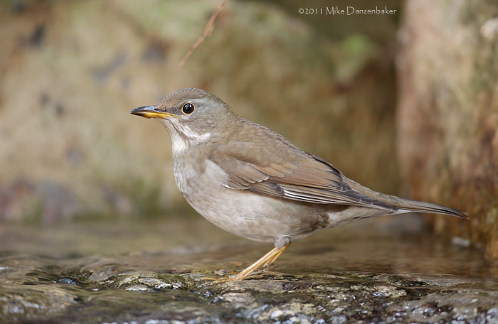 Pale Thrush (Turdus pallidus) photo