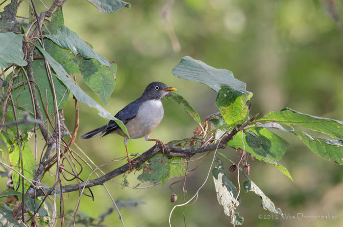 Plumbeous-backed Thrush (Turdus reevei) photo