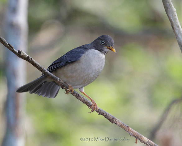 Plumbeous-backed Thrush (Turdus reevei) photo