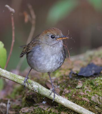 Ruddy-capped Nightingale-Thrush (Catharus frantzii) photo