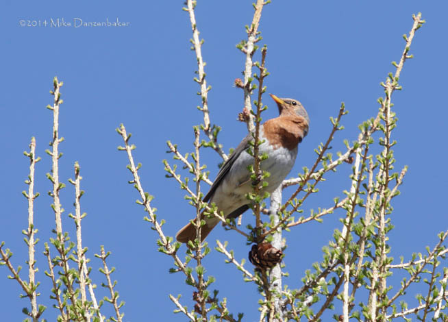 Red-throated Thrush (Turdus ruficollis) photo
