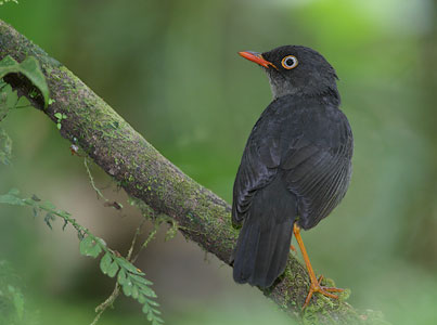 Slaty-backed Nightingale-Thrush (Catharus fuscater) photo