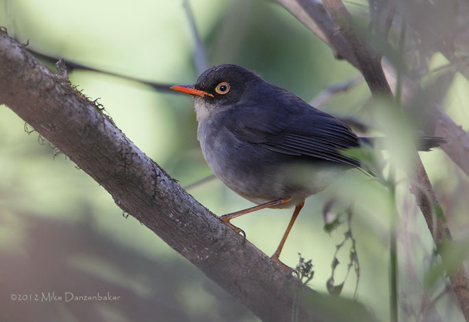 Slaty-backed Nightingale-Thrush (Catharus fuscater) photo