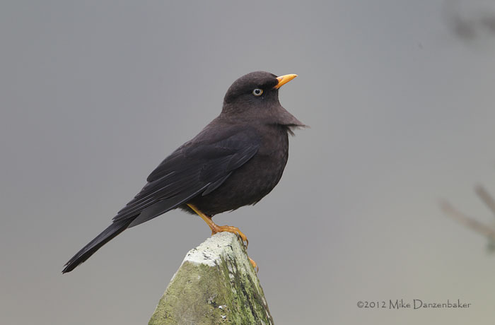 Sooty Thrush (Turdus nigrescens) photo