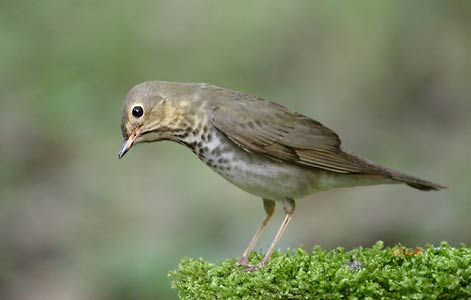 Swainson's Thrush (Catharus ustulatus) photo