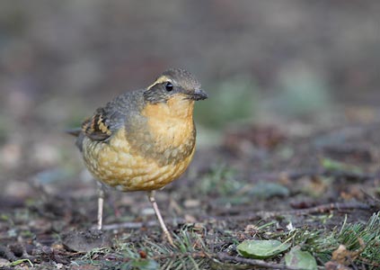 Varied Thrush (Zoothera (Ixoreus) naevius) photo