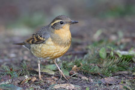 Varied Thrush (Zoothera (Ixoreus) naevius) photo