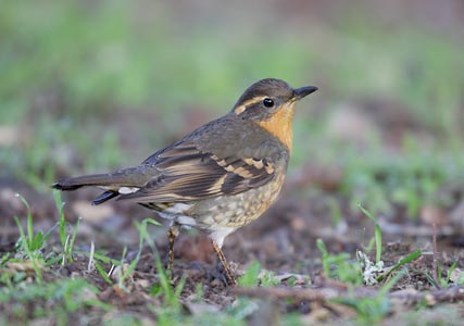 Varied Thrush (Zoothera (Ixoreus) naevius) photo