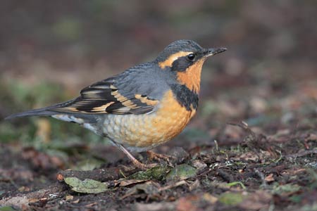 Varied Thrush (Zoothera (Ixoreus) naevius) photo