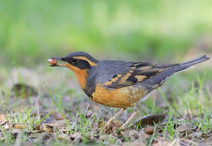 Varied Thrush (Zoothera (Ixoreus) naevius) photo