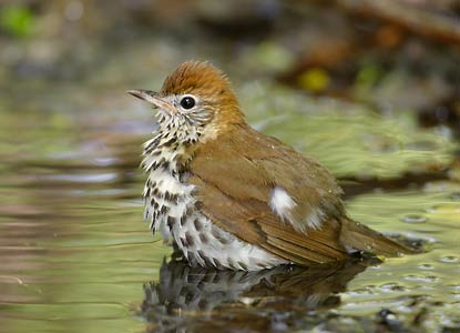 Wood Thrush (Hylocichla mustelina) photo