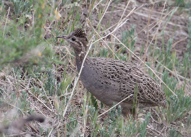 Chilean Tinamou (Nothoprocta perdicaria) photo