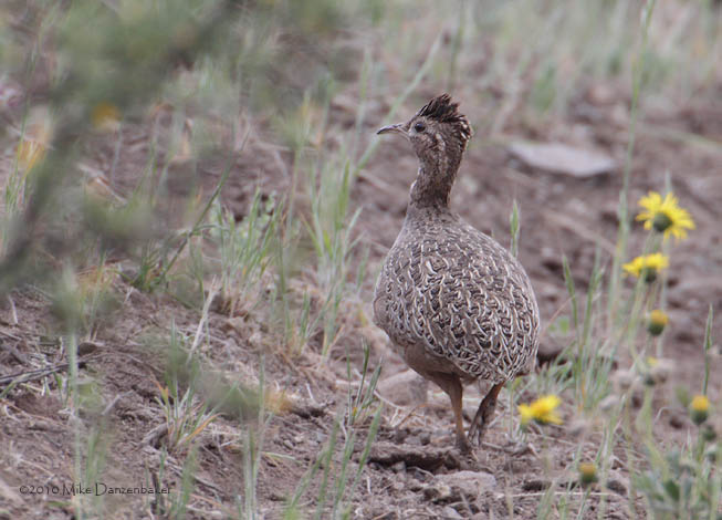 Chilean Tinamou (Nothoprocta perdicaria) photo