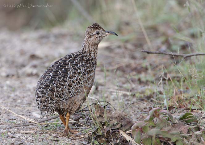 Curve-billed Tinamou (Nothoprocta curvirostris) photo