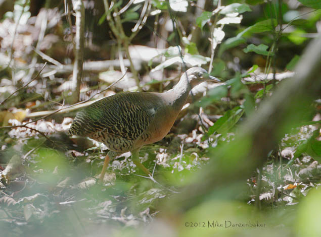 Thicket Tinamou (Nothocercus cinnamomeus) photo