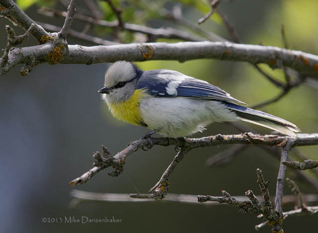 Azure Tit (Cyanistes cyanus) photo
