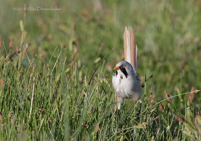 Bearded Reedling (Panurus biarmicus) photo