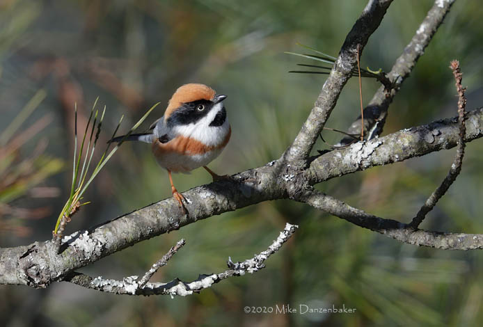 Black-throated Bushtit (Aegithalos concinnus) photo