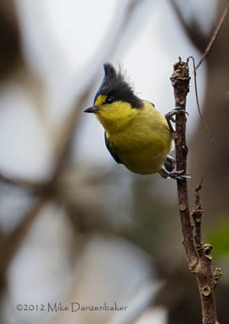 Yellow Tit (Parus holsti) photo