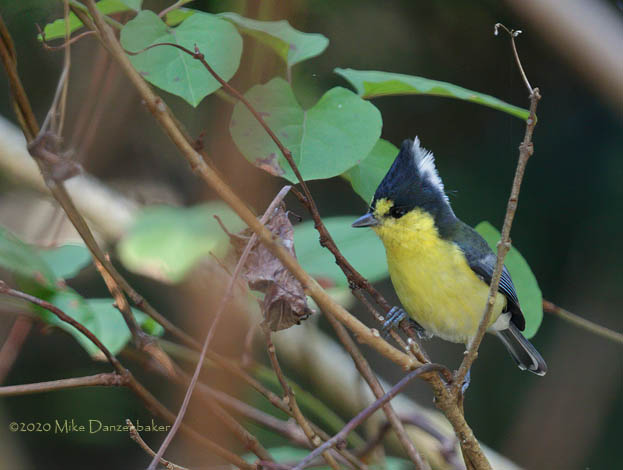 Yellow Tit (Parus holsti) photo